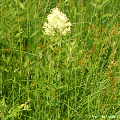 Pigamon méditerranéen - Thalictrum lucidum