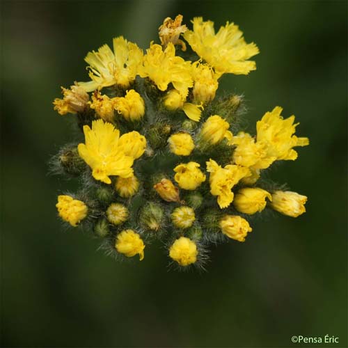 Piloselle en cyme - Pilosella cymosa subsp. sabina