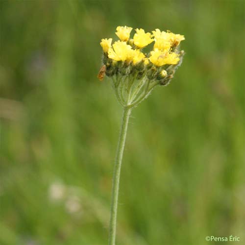 Piloselle en cyme - Pilosella cymosa subsp. sabina