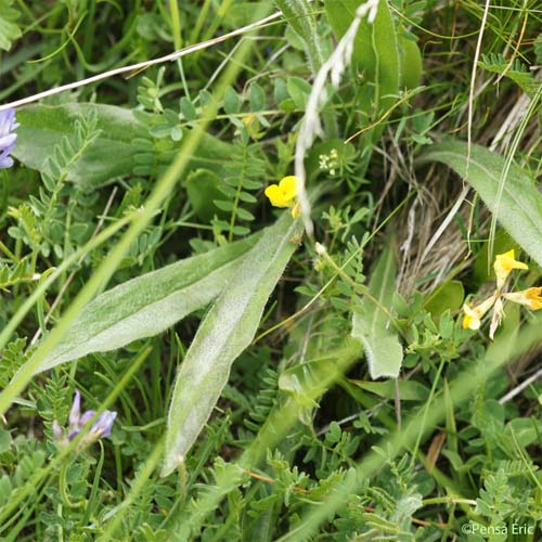 Piloselle en cyme - Pilosella cymosa subsp. sabina