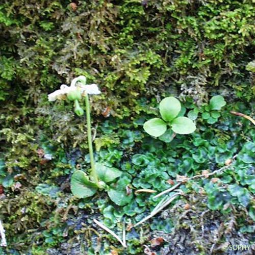 Pyrole à une fleur - Moneses uniflora