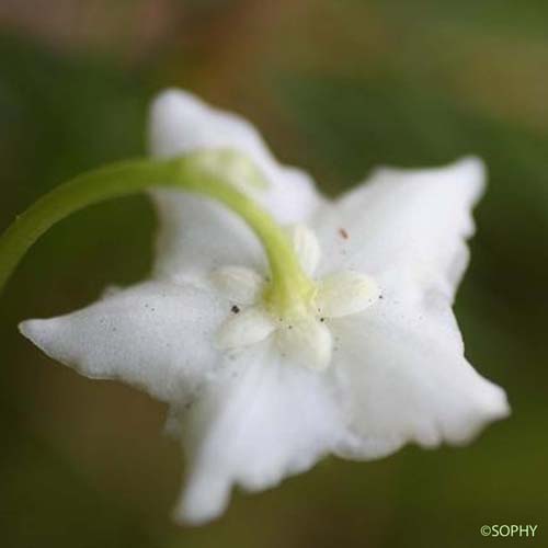 Pyrole à une fleur - Moneses uniflora