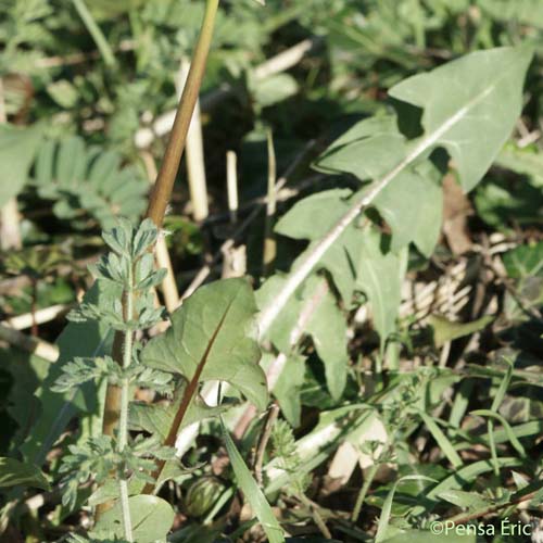 Pissenlit - Taraxacum officinale