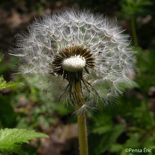 Pissenlit - Taraxacum officinale