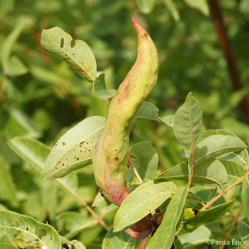 Pistachier térébinthe - Pistacia terebinthus L., 1753