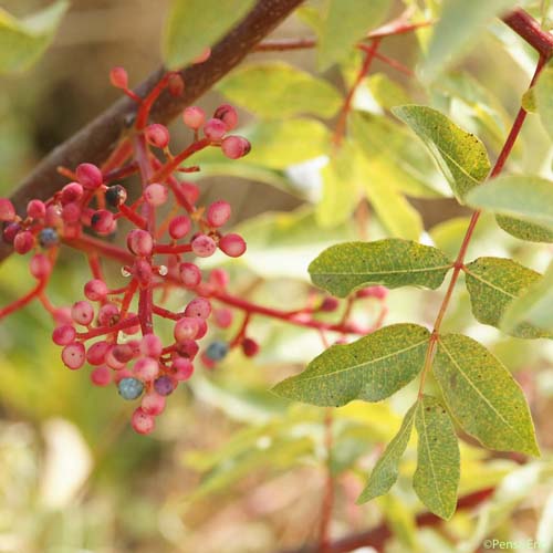 Pistachier térébinthe - Pistacia terebinthus L., 1753