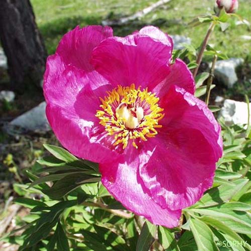 Pivoine de montagne - Paeonia officinalis subsp. microcarpa