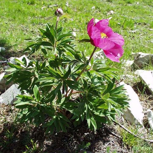 Pivoine de montagne - Paeonia officinalis subsp. microcarpa