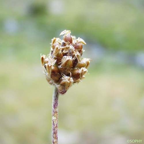 Plantain à une graine - Plantago monosperma