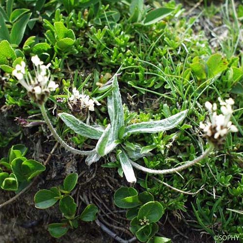 Plantain à une graine - Plantago monosperma