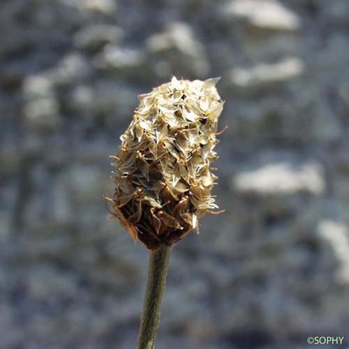 Plantain argenté - Plantago argentea