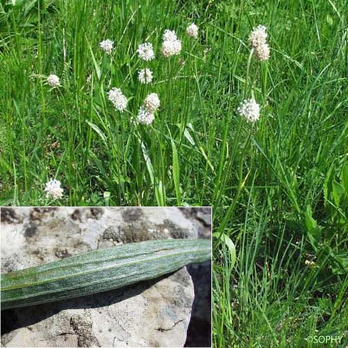 Plantain argenté - Plantago argentea