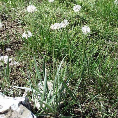 Plantain argenté - Plantago argentea