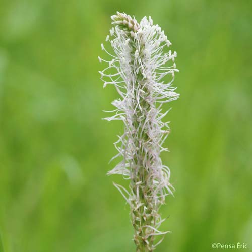 Plantain bâtard - Plantago media subsp. media