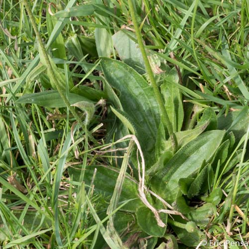 Plantain bâtard - Plantago media subsp. media