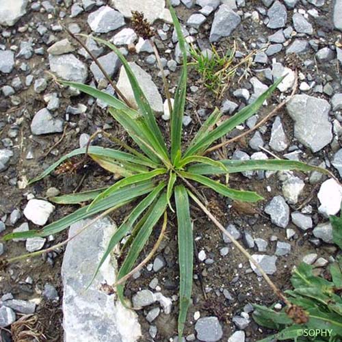 Plantain brun-verdâtre - Plantago atrata subsp. fuscescens