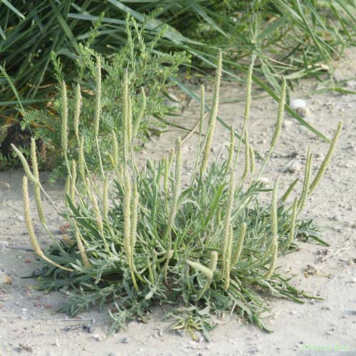 Plantain Corne-de-cerf - Plantago coronopus subsp. coronopus