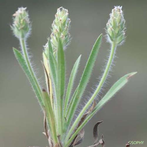 Plantain de Bellardi - Plantago bellardii