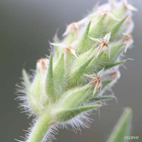 Plantain de Bellardi - Plantago bellardii