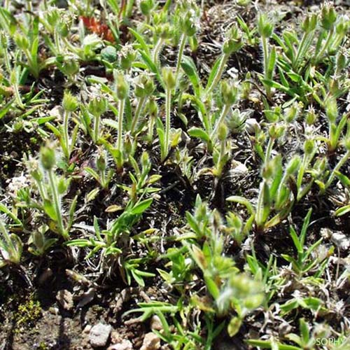 Plantain de Bellardi - Plantago bellardii