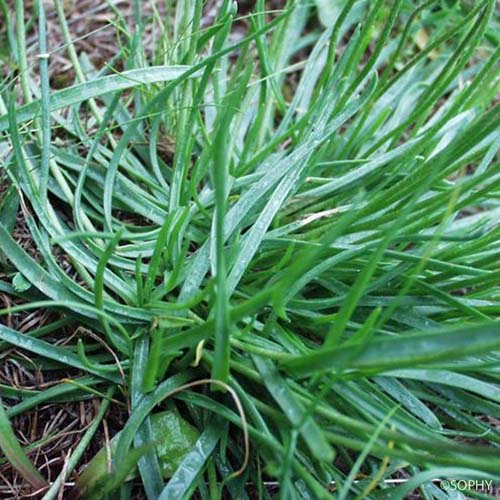 Plantain des Alpes - Plantago alpina