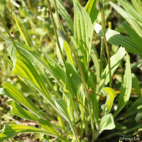 Plantain lancéolé - Plantago lanceolata