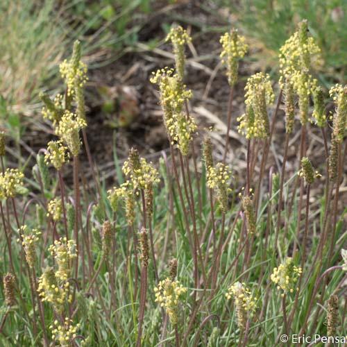 Plantain recourbé - Plantago subulata var. capitellata