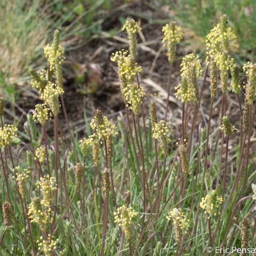 Plantain recourbé - Plantago holosteum