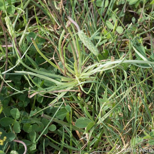 Plantain recourbé - Plantago subulata var. capitellata