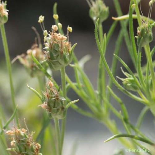 Plantain sempervirent - Plantago sempervirens