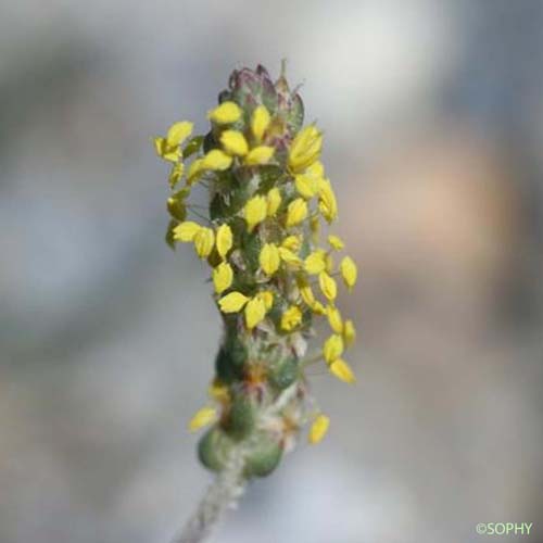 Plantain serpentant - Plantago maritima subsp. serpentina