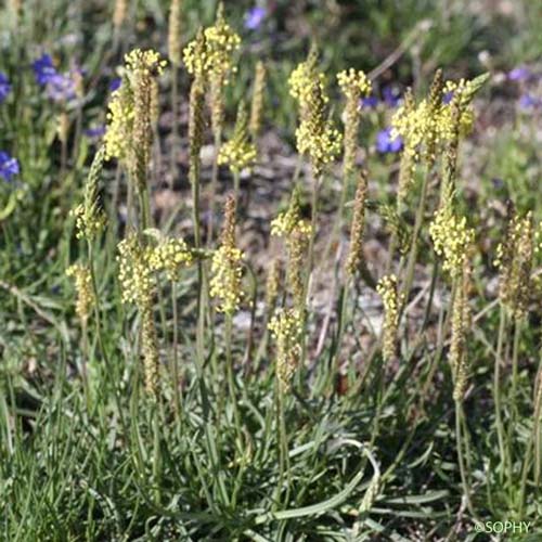 Plantain serpentant - Plantago maritima subsp. serpentina