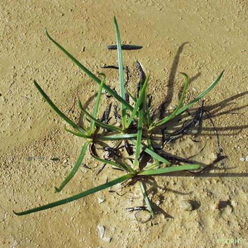 Plantain serpentant - Plantago maritima subsp. serpentina