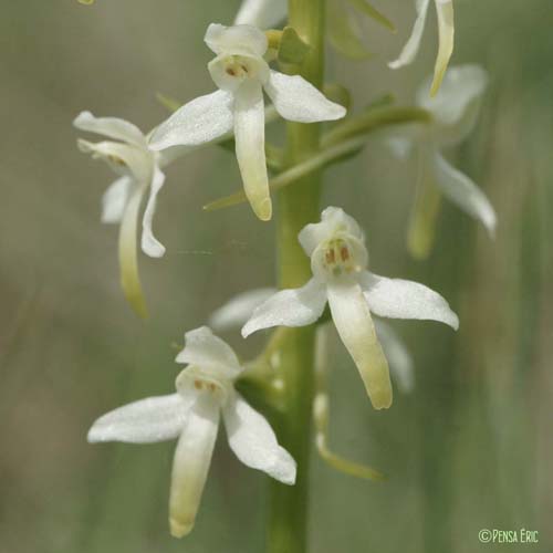 Platanthère à deux feuilles - Platanthera bifolia