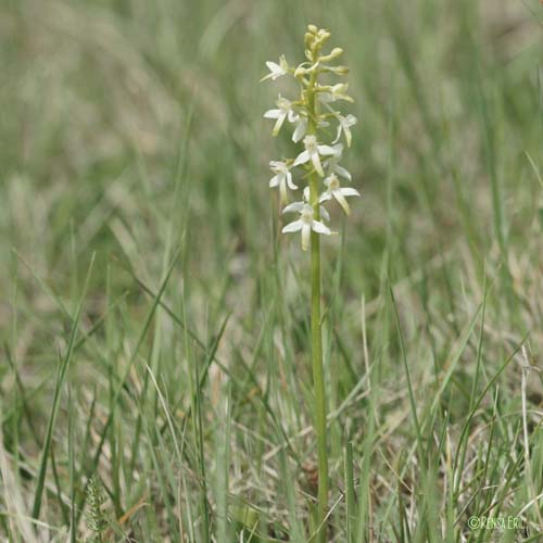 Platanthère à deux feuilles - Platanthera bifolia