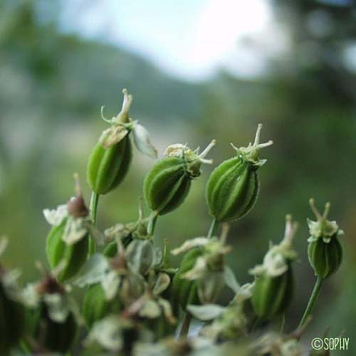 Pleurosperme d'Autriche - Pleurospermum austriacum