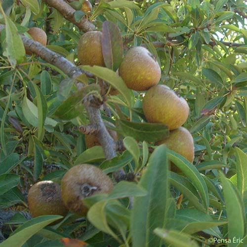 Poirier à feuilles d'Amandier - Pyrus spinosa