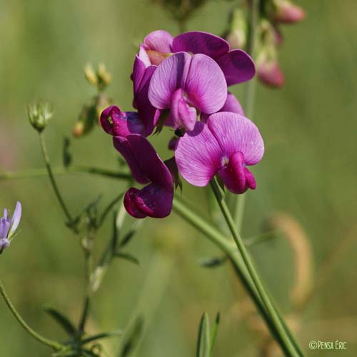 Pois de senteur - Lathyrus latifolius