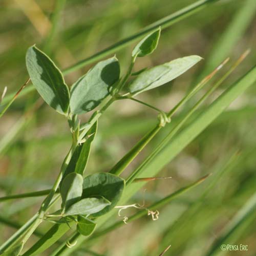 Pois de senteur - Lathyrus latifolius