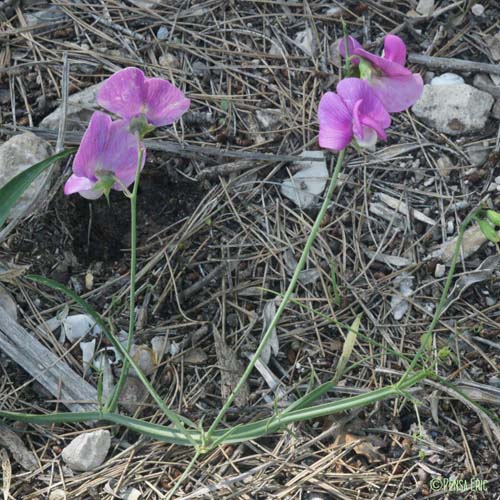 Pois de senteur - Lathyrus latifolius