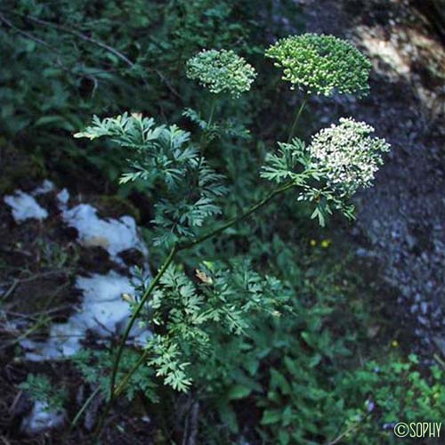 Poivre des montagnes - Katapsuxis silaifolia