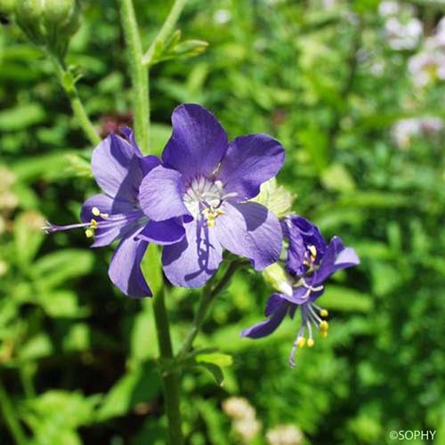 Polémoine - Polemonium caeruleum