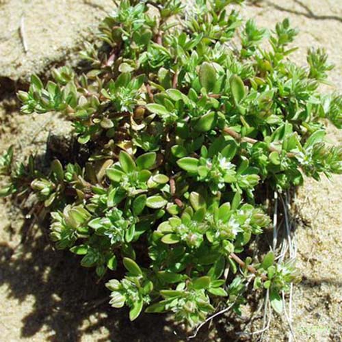 Polycarpe à quatre feuilles - Polycarpon tetraphyllum subsp. tetraphyllum