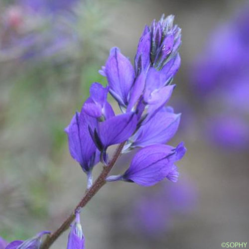 Polygala à toupet - Polygala comosa