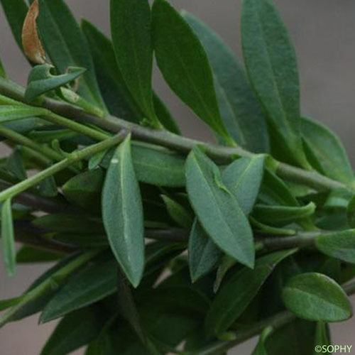 Polygala à toupet - Polygala comosa