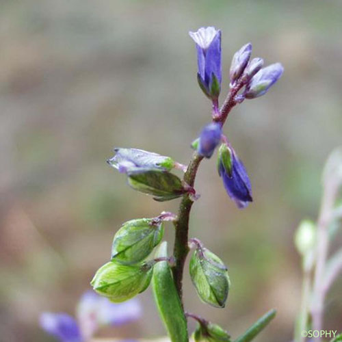 Polygala amer - Polygala amarella