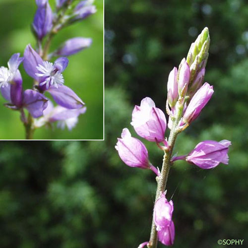 Polygala commun - Polygala vulgaris subsp. vulgaris