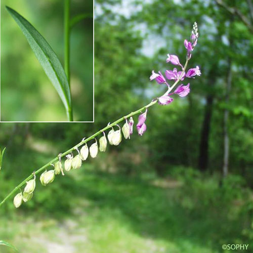 Polygala commun - Polygala vulgaris subsp. vulgaris