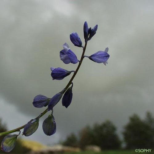 Polygala de Nice - Polygala nicaeensis subsp. nicaeensis