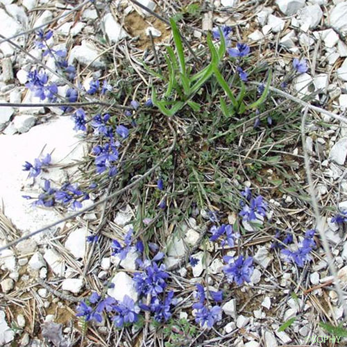 Polygala de Nice - Polygala nicaeensis subsp. nicaeensis